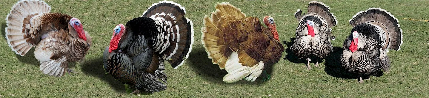 About Turkeys