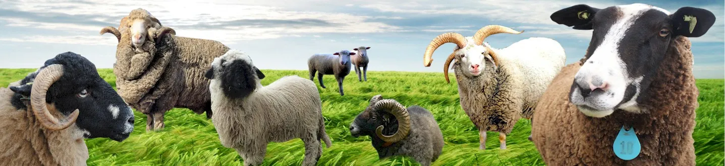 About Sheep