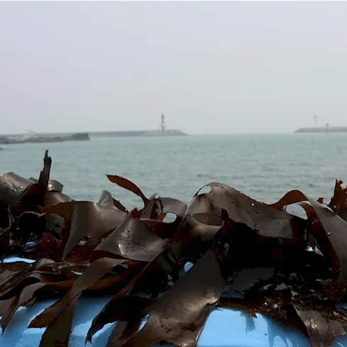 Kelp Image