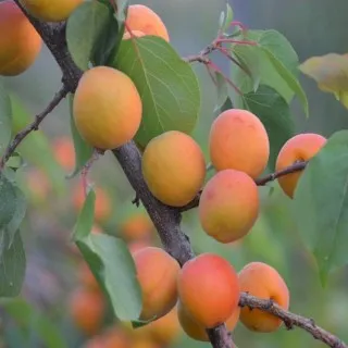 Apricot