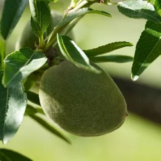Almond