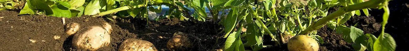 Delicious Tuber