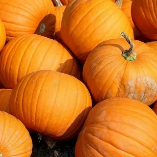 Pumpkin