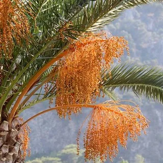 Palms