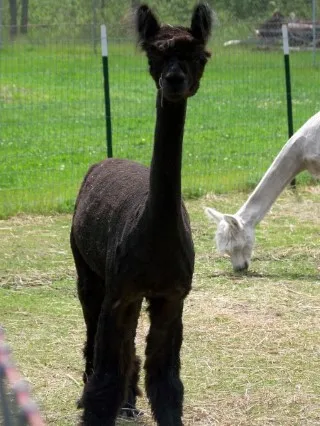 Shorn