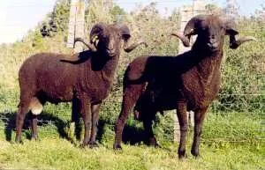  Photo Source: New Zealand Rare Breeds 