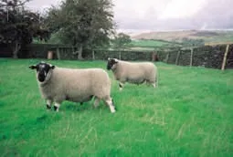 Photo Source: National Sheep Association