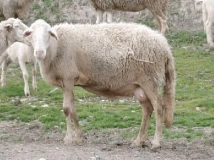  Photo source: Agraria.org