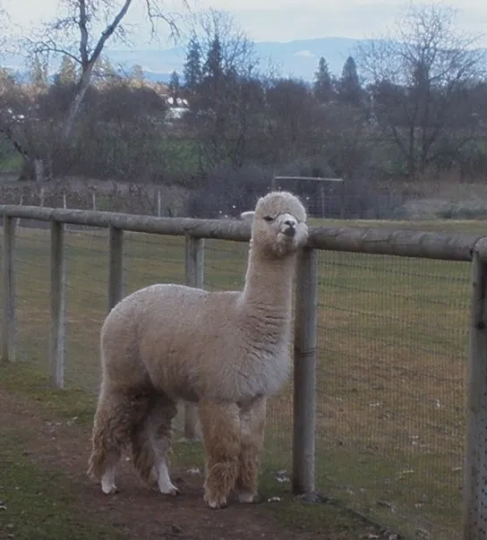 ALR Peruvian Chasqui