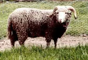Photo Source: New Zealand Rare Breeds 