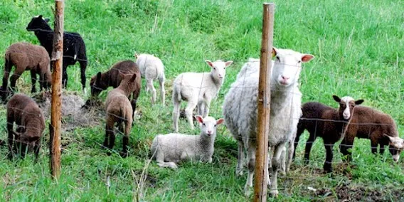 Photo Source: New Zealand Rare Breeds (www.rarebreeds.co.nz).