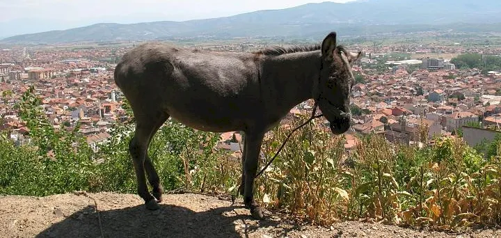 Photo Source: Wikipedia.org