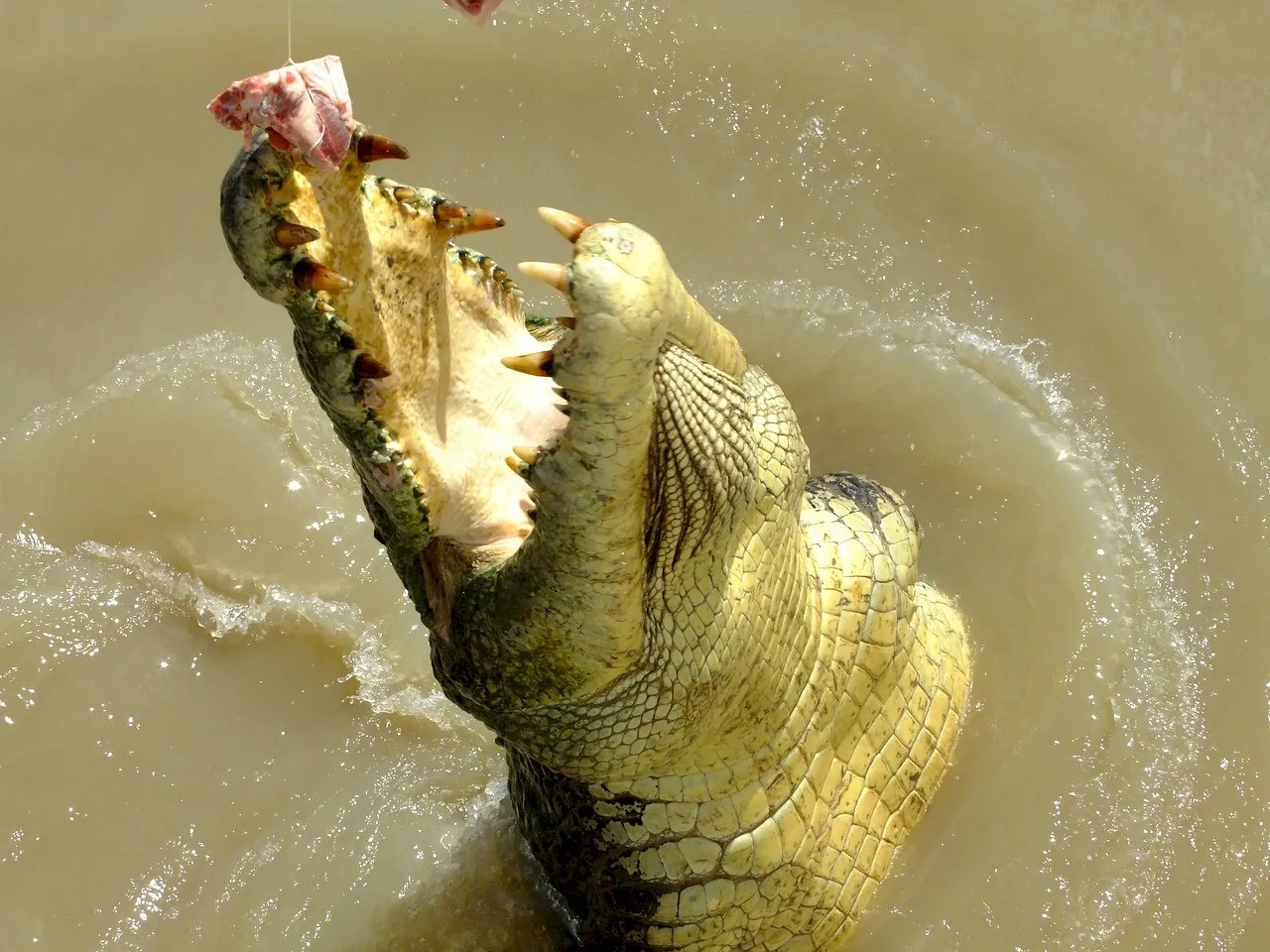 The Largest Living Reptiles