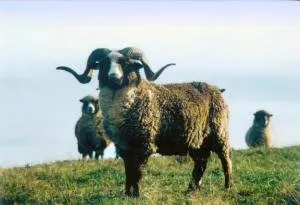 Photo Source: New Zealand Rare Breeds 